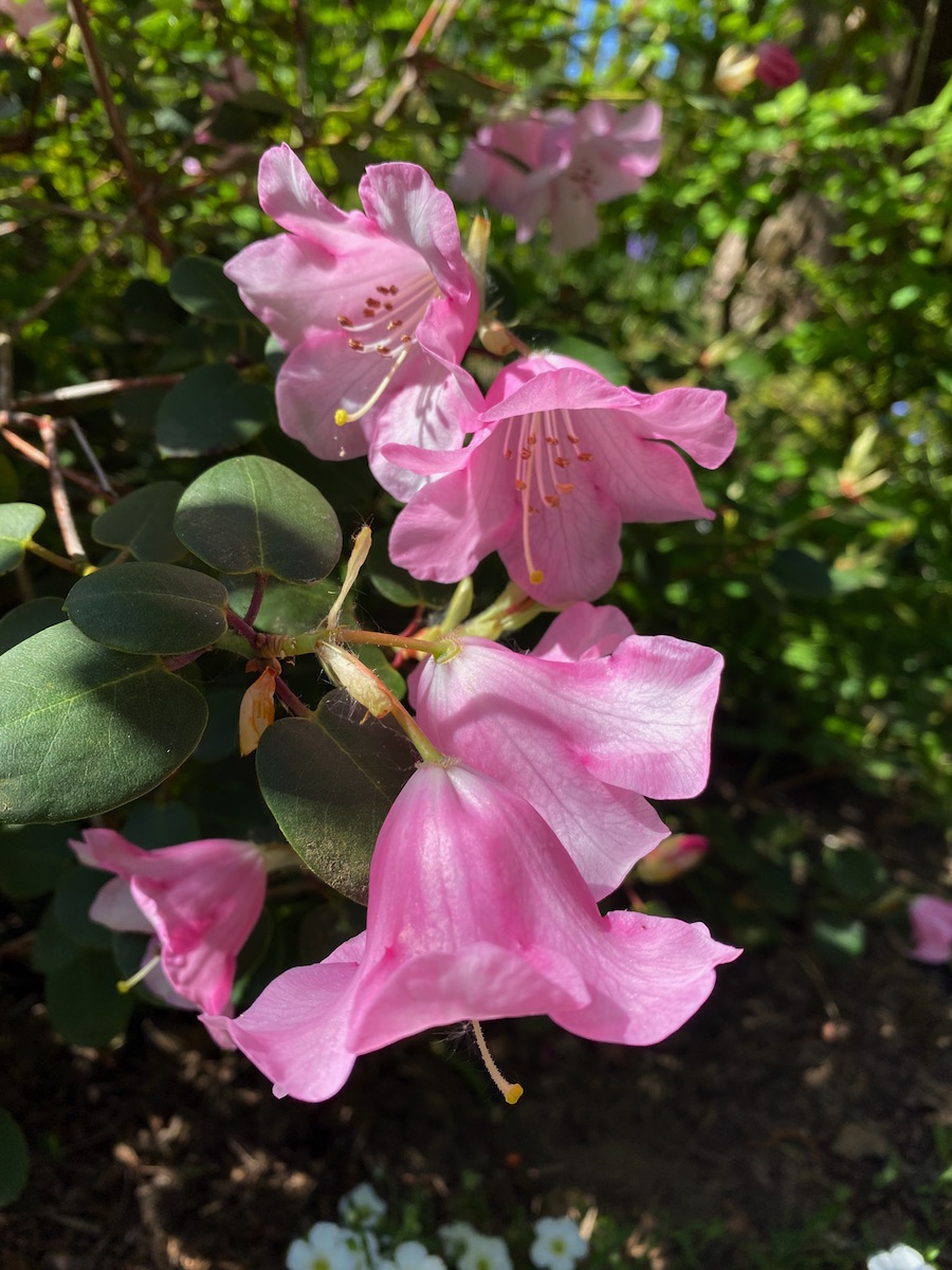 R. williamsianum AGM